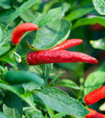 Bio Ardei Iute Macinat Cayenne Lebensbaum 50 g