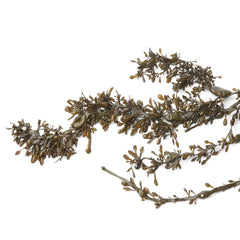 Bio Iod Compact GSE 120 Capsule 280 mg