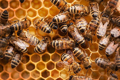 Bio Miere din Flori Salbatice Harmonica 310 g