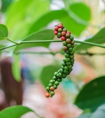 Bio Piper Negru Boabe Lebensbaum 50 g