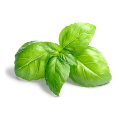 Bio Busuioc Lebensbaum 15 g